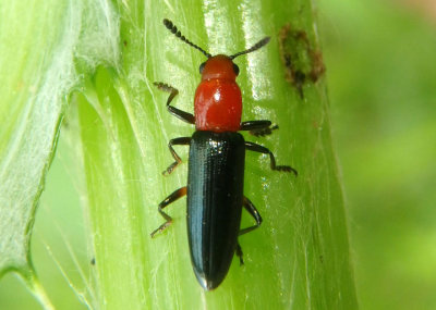 Languria mozardi; Clover Stem Borer