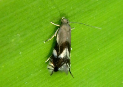 1132 - Elachista brachyelytrifoliella; Grass Miner Moth species