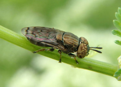 Orthonevra nitida; Syrphid Fly species; male