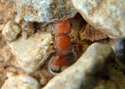 Pseudomethoca frigida; Velvet Ant species; female