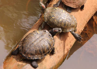 Red-eared Sliders