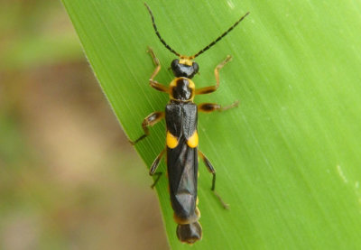 Trypherus frisoni; Soldier Beetle species