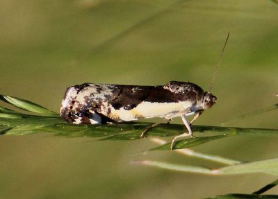 9111 - Tarache augustipennis; Narrow-winged Midget