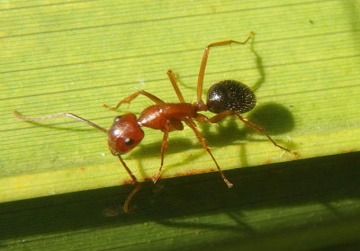 Camponotus floridanus; Florida Carpenter Ant