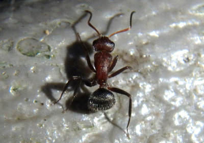 Camponotus planatus; Compact Carpenter Ant