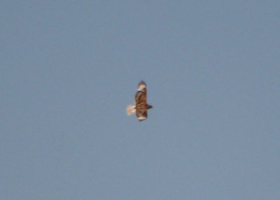 Ferruginous Hawk