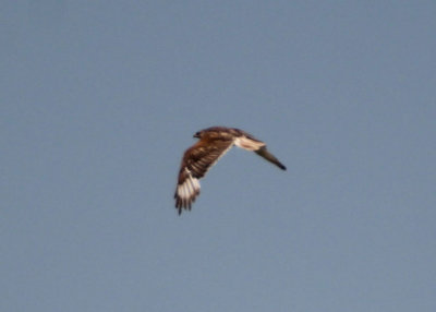 Ferruginous Hawk