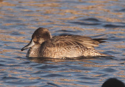 Northern Pintail; female