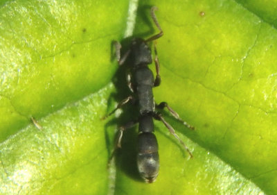 Platythyrea punctata; Ant species