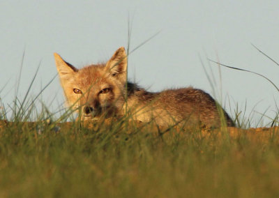 Swift Fox