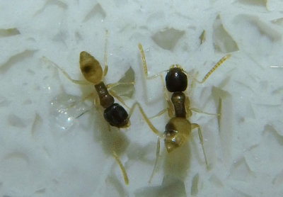 Tapinoma melanocephalum; Ghost Ants; exotic