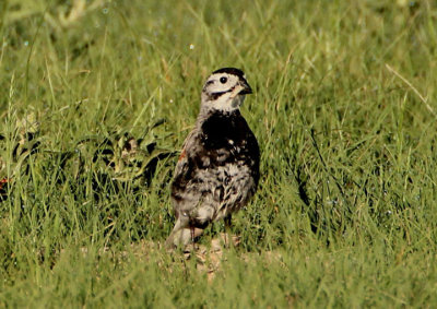Thick-billed Longspur; breeding male 