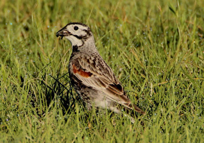 Thick-billed Longspur; breeding male