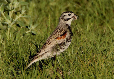 Thick-billed Longspur; breeding male