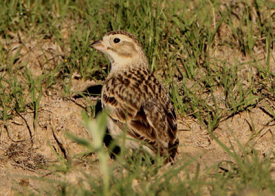 Thick-billed Longspur; female