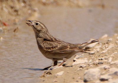 Thick-billed Longspur; female 