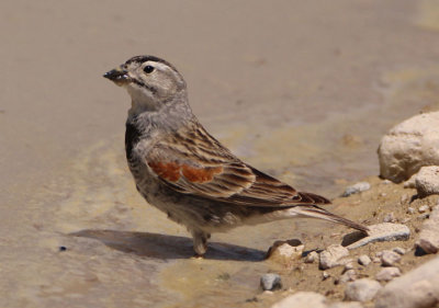 Thick-billed Longspur; transitional male
