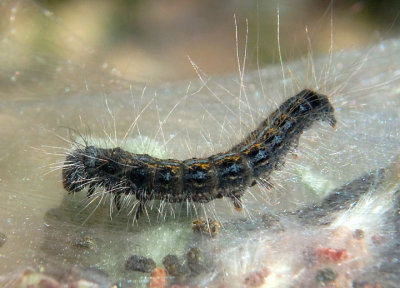 7702 - Malacosoma californica; Western Tent Caterpillar