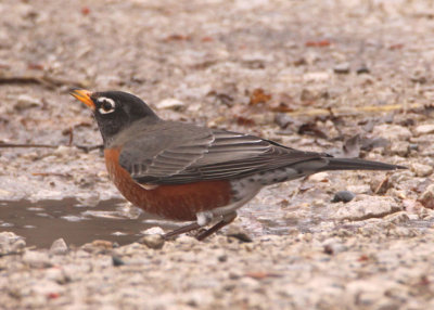American Robin; male