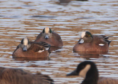 American Wigeons; males