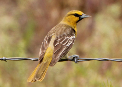 Bullock's Oriole; first year male 