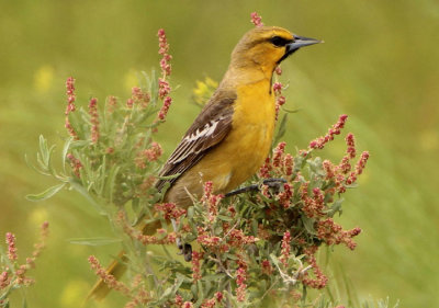 Bullock's Oriole; first year male