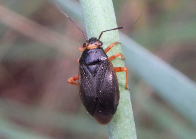Capsus cinctus; Plant Bug species