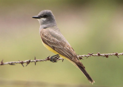 Cassin's Kingbird 