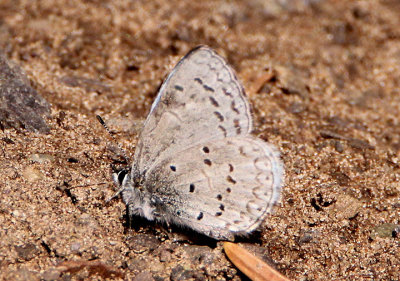 Celastrina echo sidara; Rocky Mountain Azure; male 