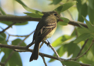 Cordilleran Flycatcher