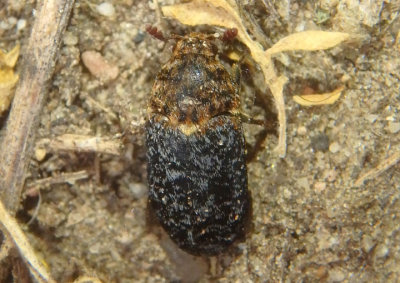 Dermestes undulatus; Carpet Beetle species; exotic