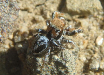 Habronattus arcalorus; Jumping Spider species