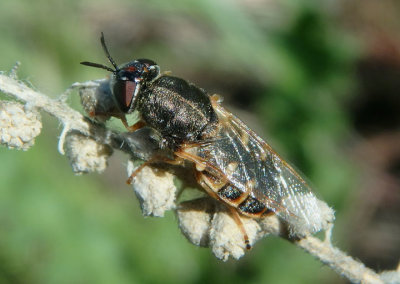Hedriodiscus vertebratus; Soldier Fly species; female