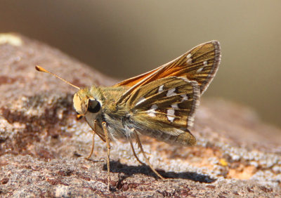 Hesperia colorado; Western Branded Skipper