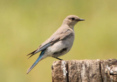 Mountain Bluebird; female