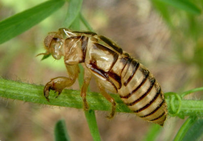 Platypedia putnami; Putnam's Cicada shell