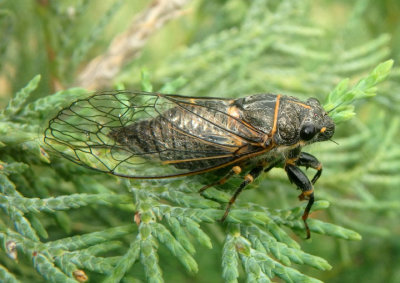 Platypedia putnami; Putnam's Cicada