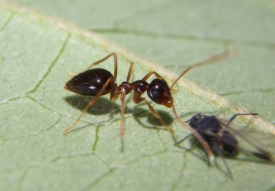 Prenolepis imparis; False Honey Ant
