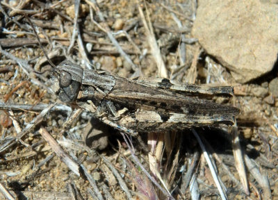 Psoloessa delicatula; Brown-spotted Range Grasshopper; female
