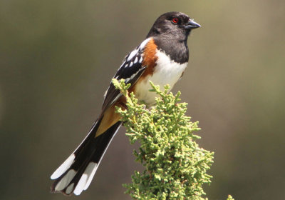 Spotted Towhee; male 