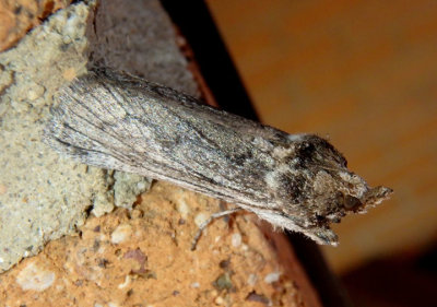5970-5973 - Melitara Prickly Pear Moth species
