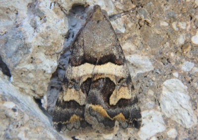 8614 - Bulia deducta; Noctuid Moth species