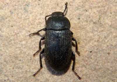 Blapstinus dilatatus; Darkling Beetle species