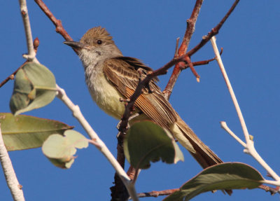 Brown-crested Flycatcher 