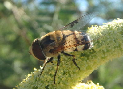Copestylum apiciferum; Syrphid Fly species; male