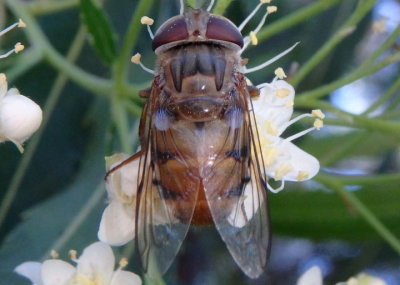 Copestylum isabellina; Isabelle's Bromeliad Fly; female
