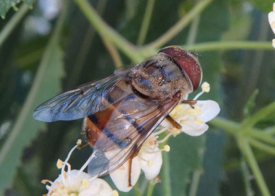 Copestylum isabellina; Isabelle's Bromeliad Fly; male