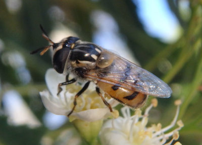 Copestylum marginatum; Syrphid Fly species; female