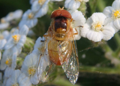 Copestylum sexmaculatum; Six-spotted Bromeliad Fly; male 