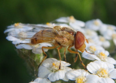 Copestylum sexmaculatum; Six-spotted Bromeliad Fly ; male